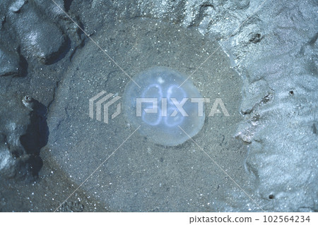 水母 海蜇 海 102564234