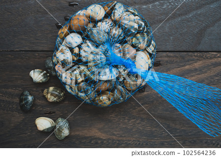 rummaging, manila clam, shell 102564236