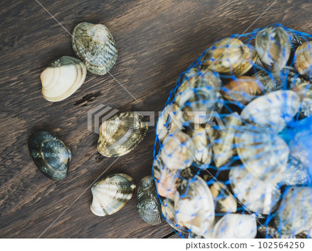 Clamming 102564250