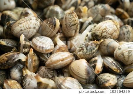 Clamming Clamming 102564259