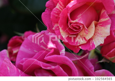 rose	 102564565