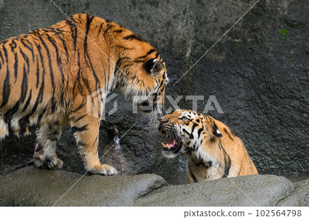 Amurtra's mother scolding her child 102564798