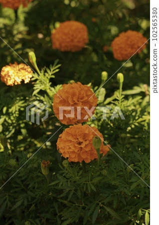 萬壽菊花 萬壽菊花 102565380