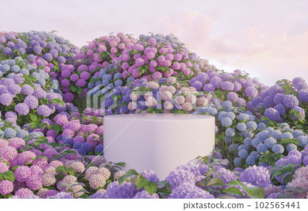 a podium backdrop for product display with Hydrangea flower field a podium backdrop for product display with Hydrangea flower field 102565441