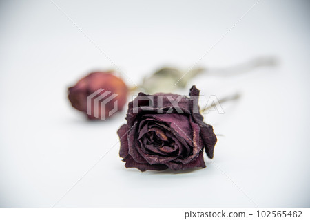 玫瑰乾花 玫瑰乾花 102565482