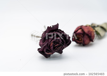 玫瑰乾花 玫瑰乾花 102565483