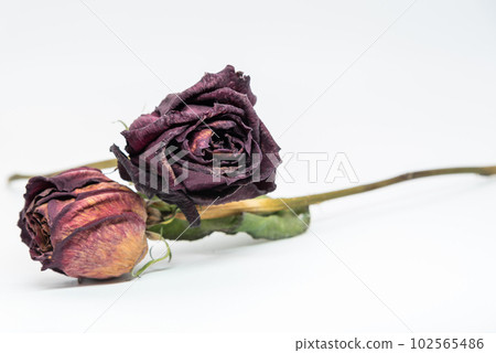 玫瑰乾花 102565486