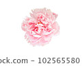 beautiful flower on white background - image  102565580