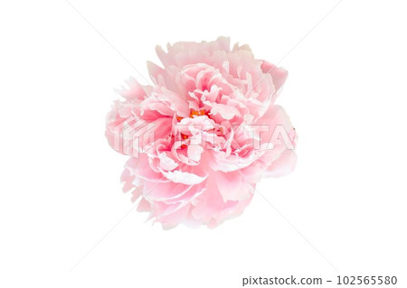 beautiful flower on white background - image  102565580