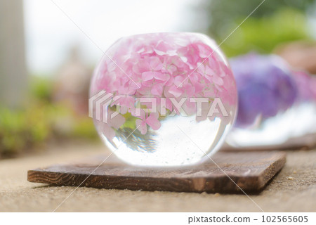 Light pink hydrangea round flower wash water Light pink hydrangea round flower wash water 102565605