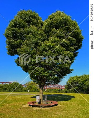 Heart tree Heart tree 102565685