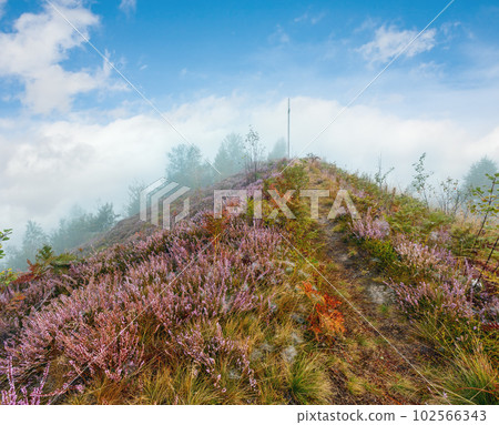 Misty morning dew on mountain meadow Misty morning dew on mountain meadow 102566343