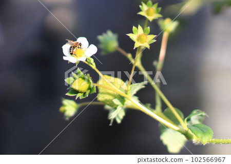 Photo of a bee perched on a flower 102566967
