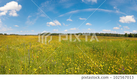 Summer countryside meadow with blossoming wildflowers, Ukraine. 102567013