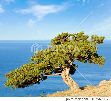 Juniper tree on rock  (Novyj Svit reserve, Crimea, Ukraine). 102567037