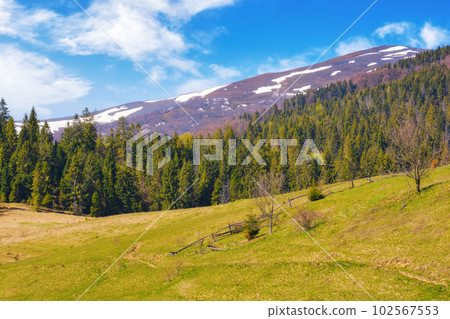 countryside scenery with forested mountains. coniferous trees on the grassy rolling hills in warm morning light beauty of ukrainian carpathians 102567553