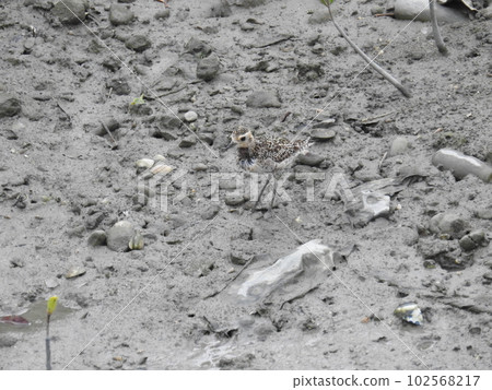 Manko的Munaguro（沖繩） 102568217