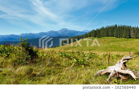 Summer Chornohora mountain ridge view from Vesnjarka plateau (Carpathian, Ukraine). 102568440
