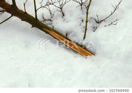 Tree branches broken and buried in snow Tree branches broken and buried in snow 102568490