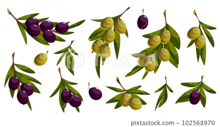 Cartoon set of olive tree branches on white Cartoon set of olive tree branches on white 102568970