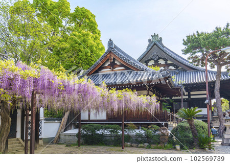 Kakuidera wisteria trellis wisteria festival--Fujiidera City, Osaka-- 102569789