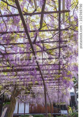 Kakuidera wisteria trellis wisteria festival--Fujiidera City, Osaka-- Kakuidera wisteria trellis wisteria festival--Fujiidera City, Osaka-- 102569790