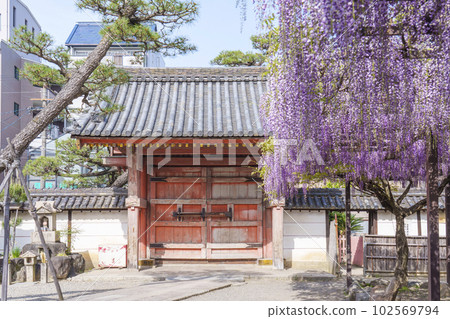Kazuraidera 四足門和紫藤花架 紫藤節～大阪府藤井寺～ 102569794