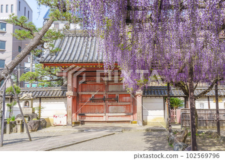 Kazuraidera Four-legged gate and wisteria trellis Wisteria Festival--Fujiidera City, Osaka-- 102569796