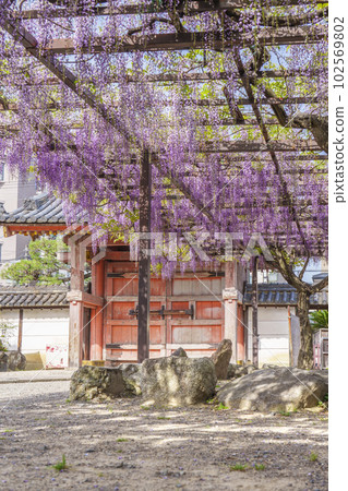 Kazuraidera 四足門和紫藤花架 紫藤節~大阪府藤井寺~ Kazuraidera 四足門和紫藤花架 紫藤節~大阪府藤井寺~ 102569802