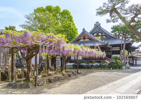 Kakuidera wisteria trellis wisteria festival--Fujiidera City, Osaka-- Kakuidera wisteria trellis wisteria festival--Fujiidera City, Osaka-- 102569807