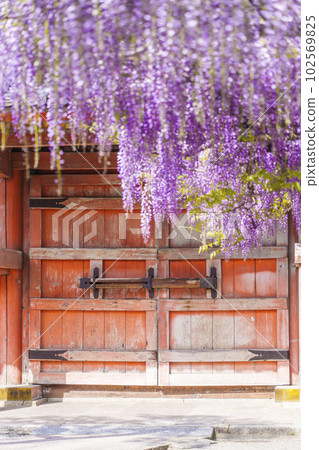 Kazuraidera Four-legged gate and wisteria trellis Wisteria Festival--Fujiidera City, Osaka-- 102569825