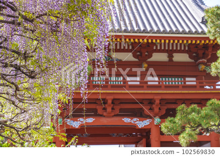 Kazuraidera Nandaimon Gate and wisteria trellis 紫藤節——大阪府藤井寺市—— Kazuraidera Nandaimon Gate and wisteria trellis 紫藤節——大阪府藤井寺市—— 102569830