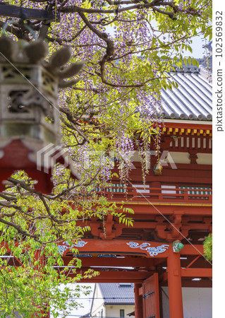 Kazuraidera Nandaimon Gate and wisteria trellis Wisteria Festival --Fujiidera City, Osaka-- 102569832
