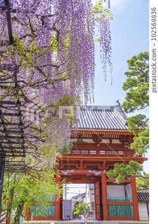 Kazuraidera Nandaimon Gate and wisteria trellis 紫藤節——大阪府藤井寺市—— Kazuraidera Nandaimon Gate and wisteria trellis 紫藤節——大阪府藤井寺市—— 102569836