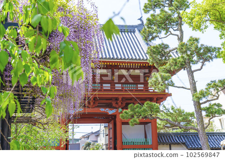 Kazuraidera Nandaimon Gate and wisteria trellis Wisteria Festival --Fujiidera City, Osaka-- 102569847