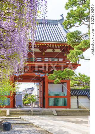 Kazuraidera Nandaimon Gate and wisteria trellis 紫藤節——大阪府藤井寺市—— Kazuraidera Nandaimon Gate and wisteria trellis 紫藤節——大阪府藤井寺市—— 102569849
