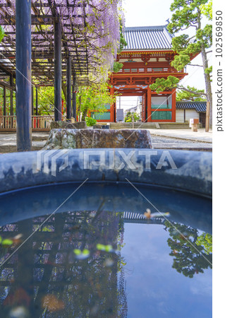 Kazuraidera Nandaimon Gate and wisteria trellis Wisteria Festival --Fujiidera City, Osaka-- 102569850