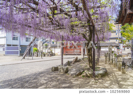 Kazuraidera Four-legged gate and wisteria trellis Wisteria Festival--Fujiidera City, Osaka-- Kazuraidera Four-legged gate and wisteria trellis Wisteria Festival--Fujiidera City, Osaka-- 102569860