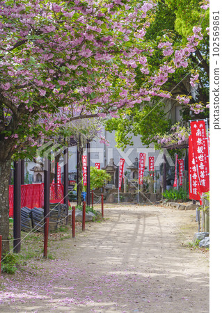 Kazuraidera Temple Approach Yaezakura Sand Stepping Kazuraidera Temple Approach Yaezakura Sand Stepping 102569861
