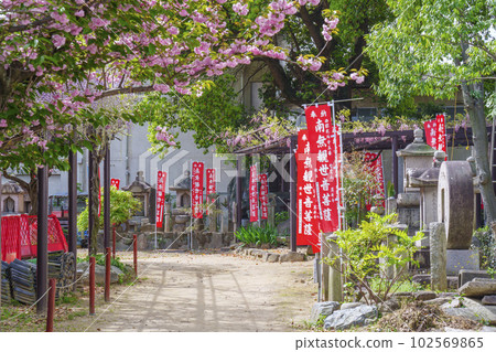 Kazuraidera Temple Approach Yaezakura Sand Stepping 102569865