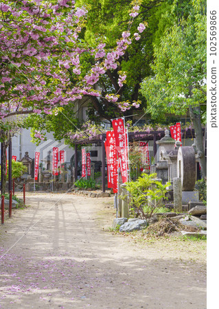 Kazuraidera Temple Approach Yaezakura Sand Stepping 102569866