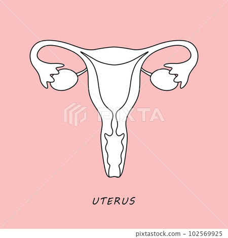 female reproductive system women uterus ovary icon female reproductive system women uterus ovary icon 102569925