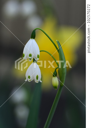 Snowflakes and daffodils in the garden Snowflakes and daffodils in the garden 102570272