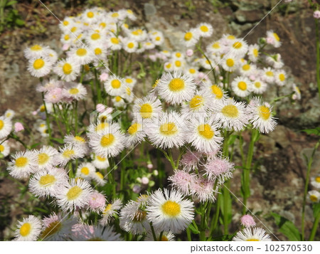 Hallion flowers Hallion flowers 102570530