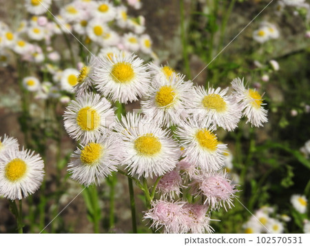 Hallion flowers 102570531