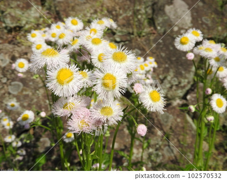 Hallion flowers Hallion flowers 102570532