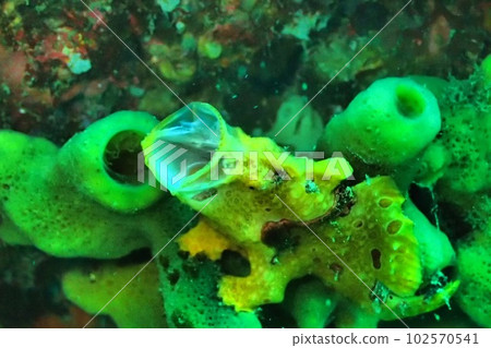 張開嘴的青蛙琵琶魚 102570541