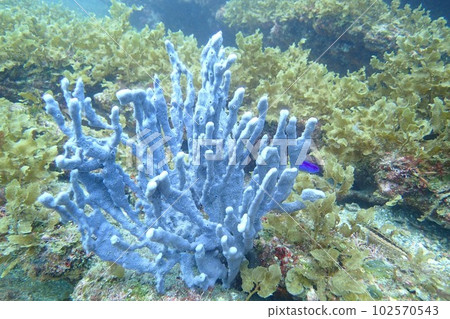 千葉海的藍色珊瑚 千葉海的藍色珊瑚 102570543