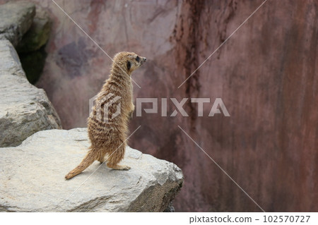 Meerkat looking at customers for food, Nagasaki Bio Park, zoo Meerkat looking at customers for food, Nagasaki Bio Park, zoo 102570727