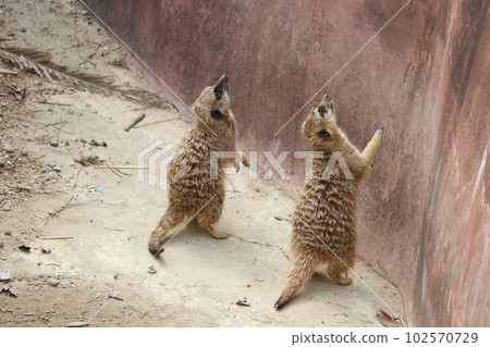 Meerkat looking at customers for food, Nagasaki Bio Park, zoo 102570729